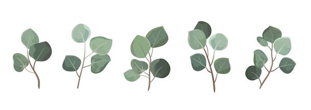 Элементы векторного дизайнера устанавливают коллекцию зеленых эвкалиптовых листьев. Декоративная красота элегантная иллюстрация для листа дизайна в акварельном стиле. - Вектор,изображение