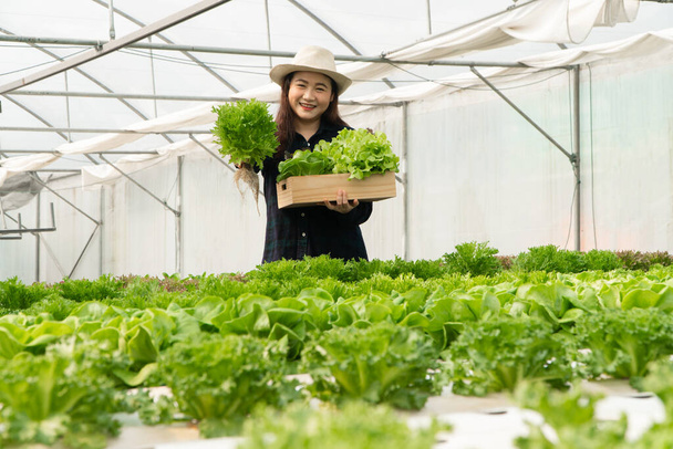 Ázsiai női gazdálkodók friss salátaféléket szüretelnek a hidroponikus növényrendszer gazdaságaiban az üvegházban a piacra. A friss zöldség és az egészséges étel fogalma. Üzleti és mezőgazdasági ágazat. - Fotó, kép