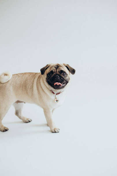 funny cute pug on white background - Zdjęcie, obraz