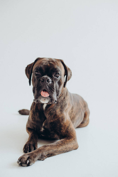bokser hond ras sierlijk ligt op een witte achtergrond - Foto, afbeelding