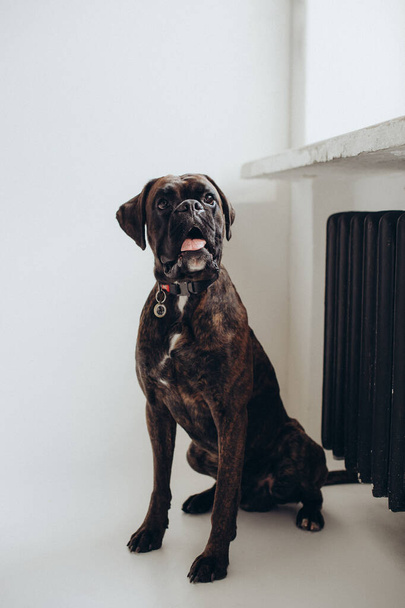 boxer dog breed gracefully lies on a white background - Foto, afbeelding