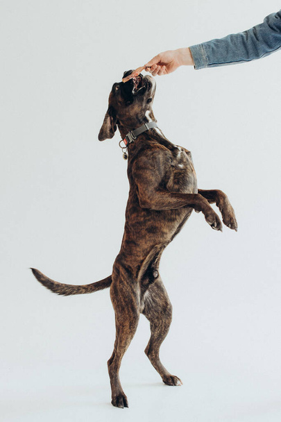 a boxer dog is given a tasty treat on a white background - Foto, Imagem