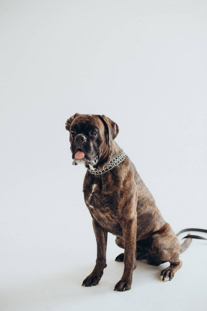 boxer dog breed gracefully lies on a white background - Zdjęcie, obraz