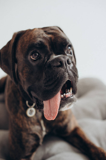 boxer dog breed gracefully lies on a white background - Valokuva, kuva