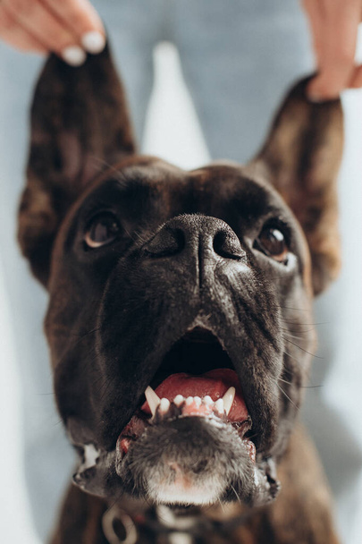 un perro boxeador es sostenido por las orejas sobre un fondo blanco - Foto, imagen