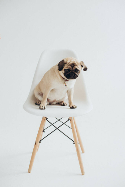 funny cute pug on white background - Valokuva, kuva