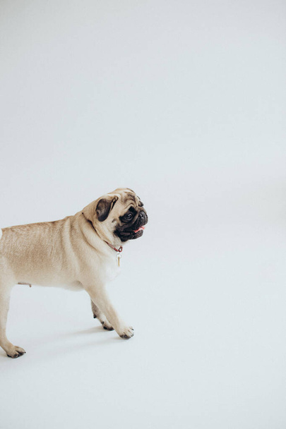funny cute pug on white background - Фото, изображение