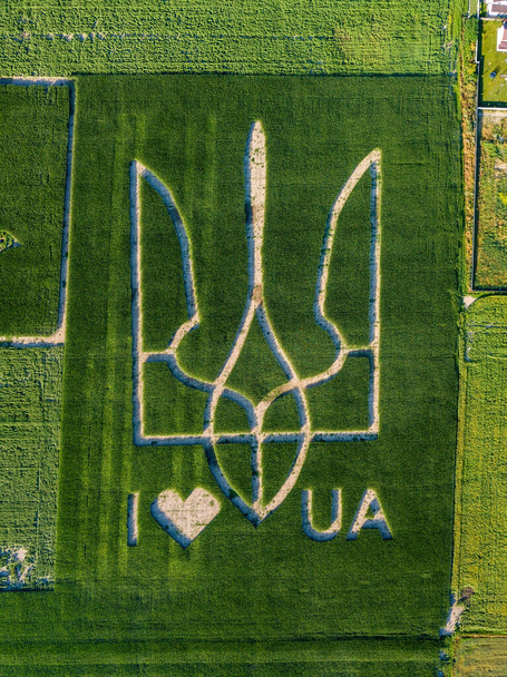 Trójząb - herb Ukrainy na polu kukurydzy. Napis Kocham Ukrainę. Widok drona z powietrza. - Zdjęcie, obraz