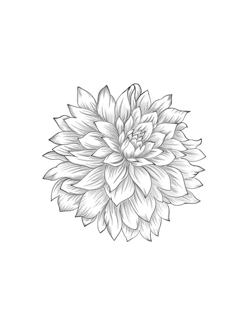 Chrysanthemen mit eigenen Händen. Das Blumen-Tätowieren ist in einem Linienstil sehr detailliert. Blume-Tattoo-Idee. Schwarz-Weiß-Bilder auf weißem Hintergrund. - Foto, Bild