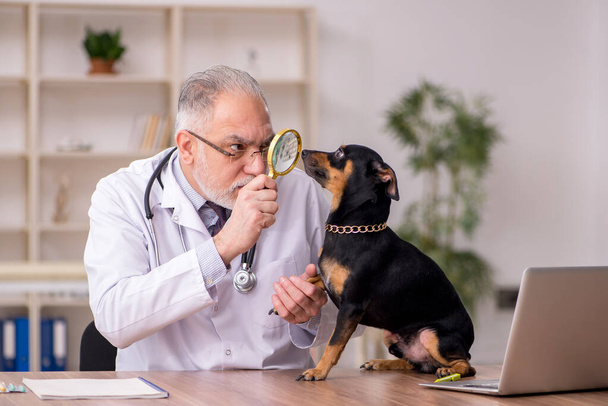 Παλιά αρσενικό κτηνίατρο γιατρός εξέταση σκυλί στην κλινική - Φωτογραφία, εικόνα