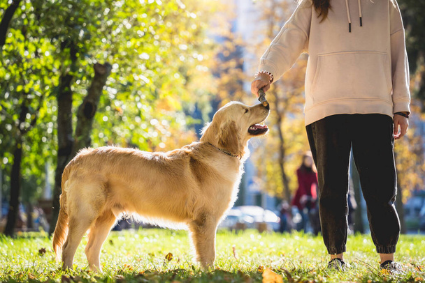 The owner plays the golden retriever dog in the park. - Fotó, kép