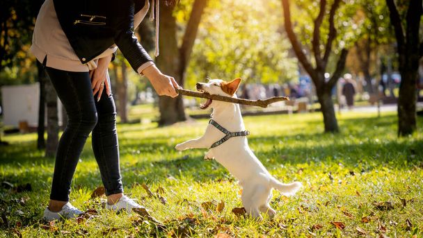 Właściciel trenuje psa terrier jack russell w parku. - Zdjęcie, obraz