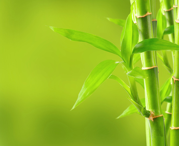 Natural bamboo background - Valokuva, kuva