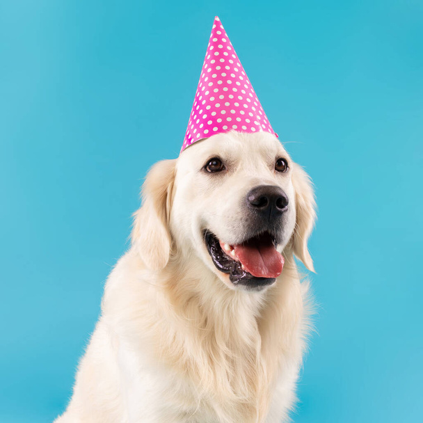Portrait of cute healthy dog posing in party hat - Foto, Bild