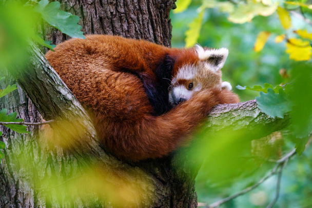 Красная панда (Ailurus fulgens) на дереве. Милые панды в лесной среде обитания. - Фото, изображение