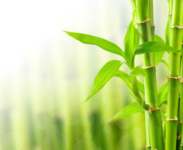 Natural bamboo background - Φωτογραφία, εικόνα
