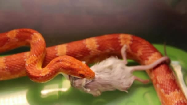 φίδι που τρέφονται με ένα ποντίκι - Πλάνα, βίντεο