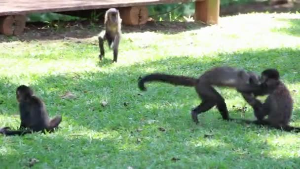 обезьяны в джунглях - Кадры, видео