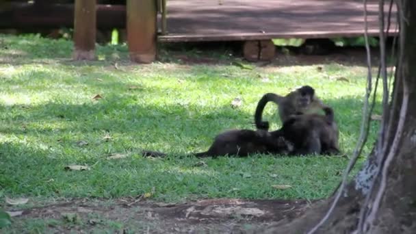 Monkeys in the jungle - Footage, Video