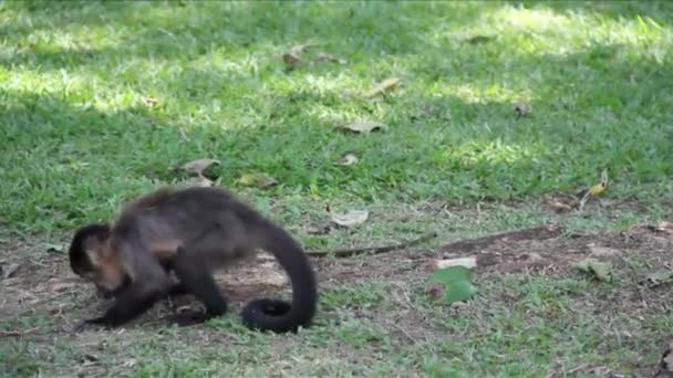 Ormandaki maymunlar - Video, Çekim