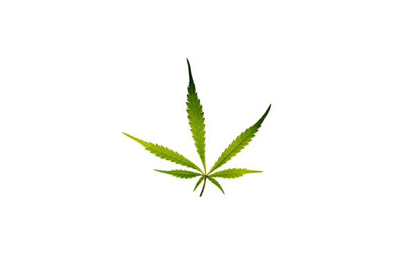 Marihuanan väri vihreät lehdet valkoisella taustalla Gelato evästeet lajike - Valokuva, kuva