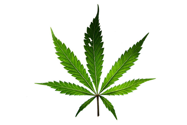 Marihuana color verde hojas sobre fondo blanco Gelato galletas variedad - Foto, imagen