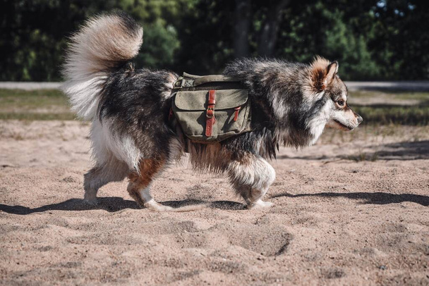 Portrait of a young Finnish Lapphund dog outdoors in nature with backpack - Photo, Image