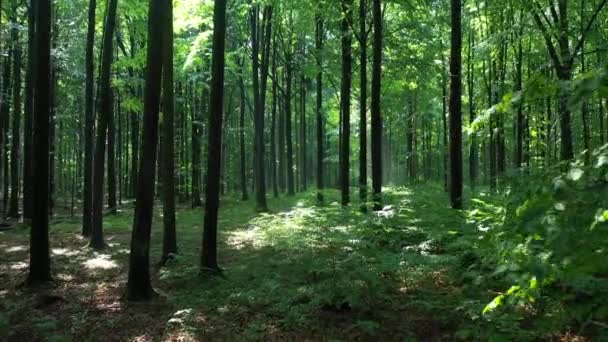 πράσινο δάσος το πρωί στο φόντο της φύσης - Πλάνα, βίντεο