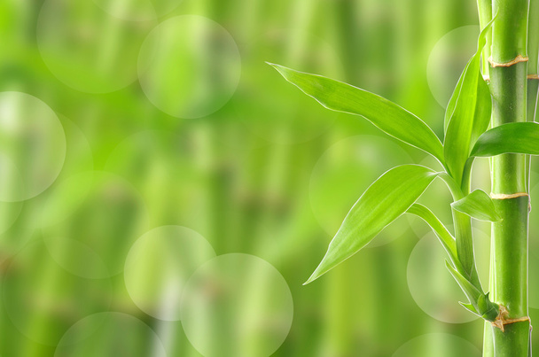 Natural bamboo background - 写真・画像