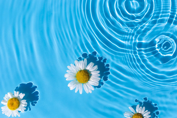 Heřmánkové květy na modrém vodním pozadí s soustřednými kruhy z kapky. Pohled shora, tuk ležel. - Fotografie, Obrázek