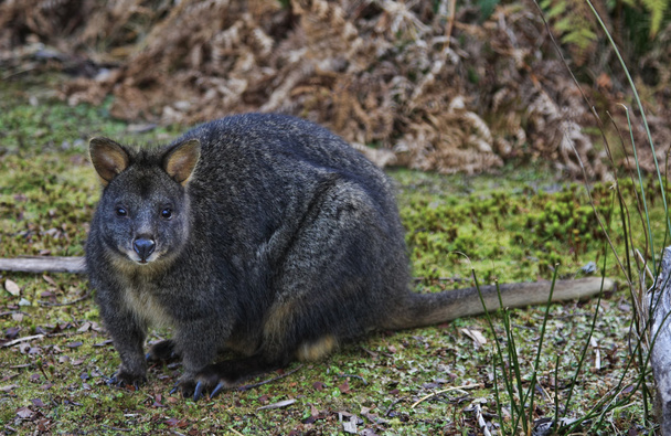 Wallaby ou Pademelon da Tasmânia
 - Foto, Imagem