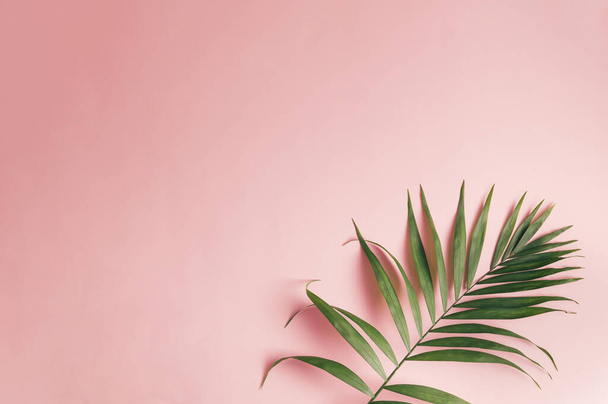 A palm leaf lies on the ground. the light refracts into pink tones. Copy space - Zdjęcie, obraz