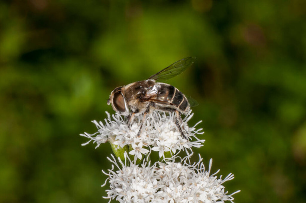Vadnais Heights, Minnesota. John H. Allison forest. Black-shouldered Drone Fly, Eristalis dimidiata feeding on White Snakeroot flower. - Photo, Image