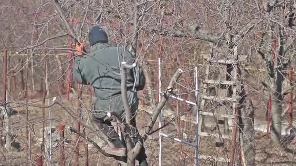 An old man gets down from the fruit tree after cleaning it - Footage, Video