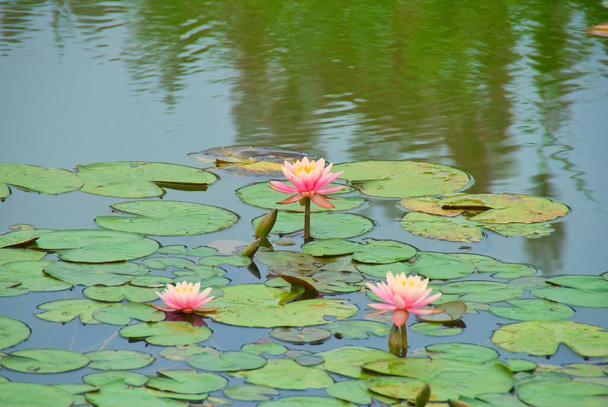 beautiful water lily in the pond - Φωτογραφία, εικόνα