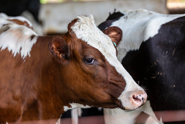 Calves confined in a dairy farm in countryside of Minas Gerais, Brazil - Фото, изображение