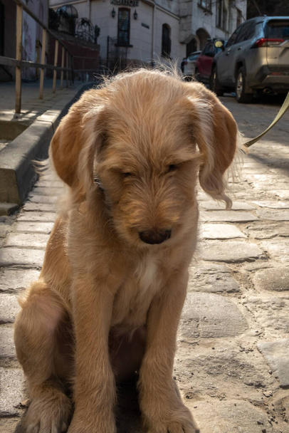 Chiudere piccolo cane triste al guinzaglio si trova sulle pietre della pavimentazione - Foto, immagini