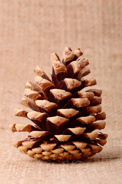 Pine cone on sackcloth background - Foto, imagen