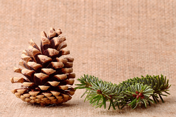 Pine cone and branch on sackcloth background - Фото, зображення