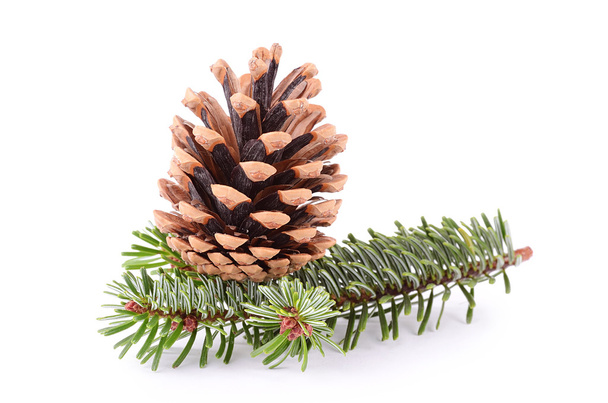 Pine cone and branch isolated on white - Φωτογραφία, εικόνα