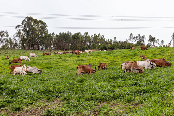 Молочные коровы Джироландо размножаются на пастбище под открытым небом в сельской местности штата Минас-Жерайс, Бразилия - Фото, изображение