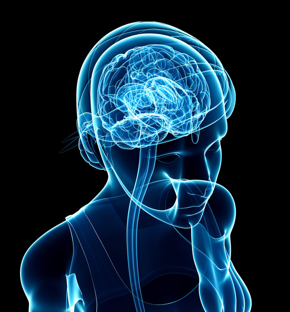 Female xray brain anatomy - Photo, Image