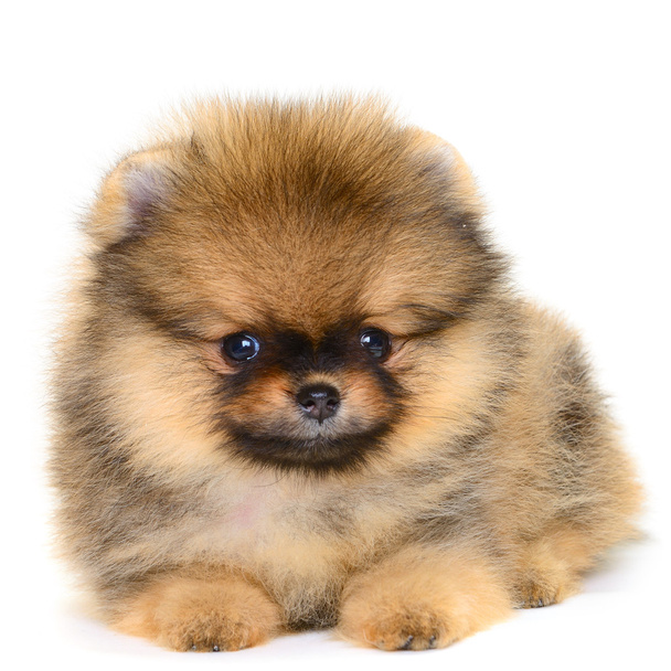 pomeranian puppy - 写真・画像