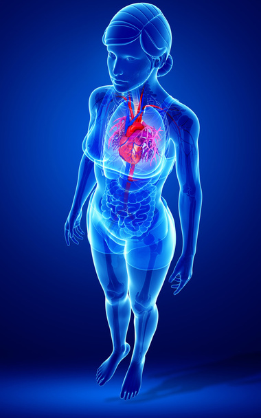  Női szív anatómiája - Fotó, kép