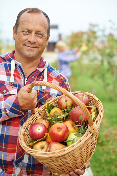 Man with basket of apples - 写真・画像