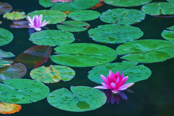 beautiful lotus flower in the pond - Фото, зображення