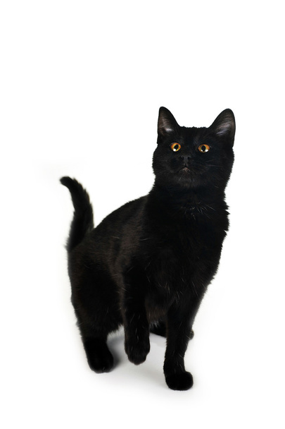 Black cat - Fotoğraf, Görsel