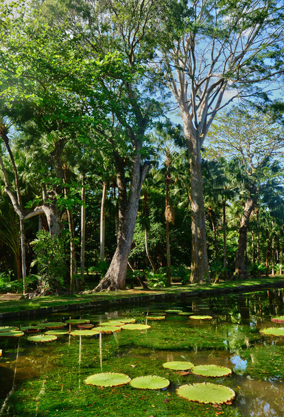picturesque garden of Pamplemousse in Mauritius Republic  - Фото, изображение