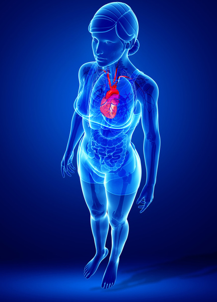  Anatomia del cuore femminile
 - Foto, immagini
