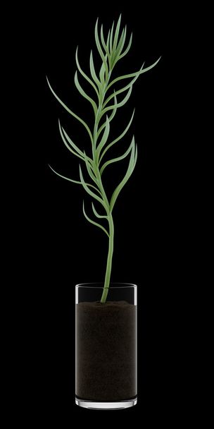 kamerplant in glazen pot geïsoleerd op zwarte achtergrond - Foto, afbeelding